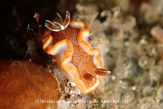 241129-ooym-08kyara.jpg