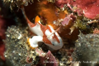 241206-yosk-01kuma.jpg