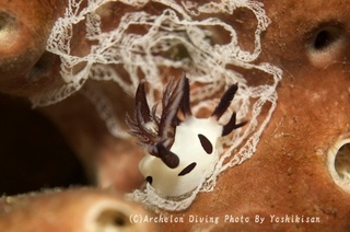 241206-yosk-02panda.jpg