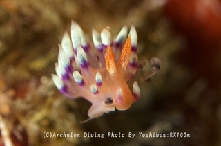 241207-yosk-02adeyaka.jpg