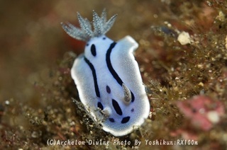 241207-yosk-09mizore.jpg