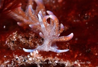 241215-sek-01hanab.jpg