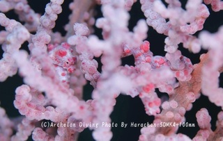241219-har-01pig02.jpg