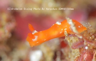 241219-har-07akazukin.jpg