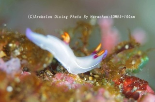 241220-har-02zouge.jpg