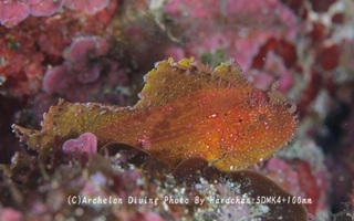 241220-har-03hadaka.jpg