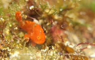 241221-nori-07irokaer.jpg