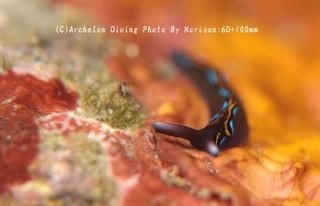 241222-nori-03chigo.jpg