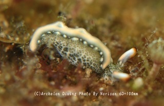 241222-nori-05shiroami.jpg