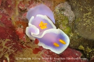 241227-kayo-06shindere.jpg