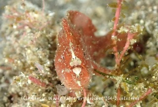 241227-kayo-07himehira.jpg