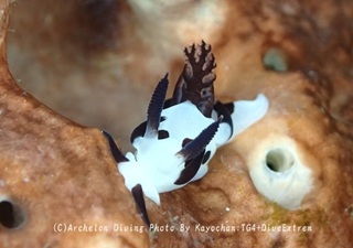 241228-kayo-06panda.jpg