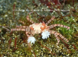 241228-kayo-07kinchaku.jpg