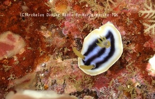 241229-norin-03kuroshio.jpg