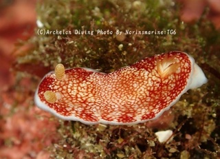 241229-norin-08chirimen.jpg