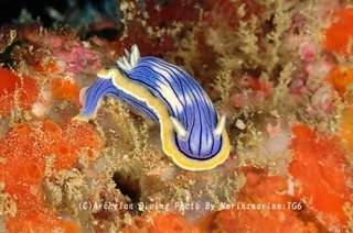241229-norin-10konga.jpg