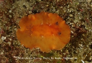 241230-ono-09iso.jpg