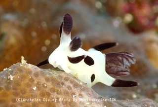 241231-non-05panda.jpg