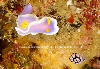 241231-non-06shinderera.jpg