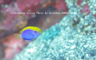 250118-hara-01senaki.jpg