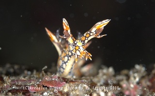 250201-iga-04hiodoshi.jpg