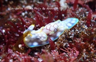 250202-ayan-02watayuki.jpg