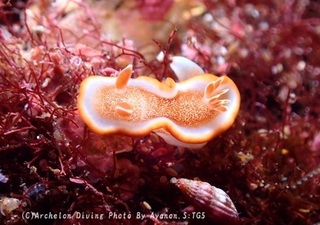 250202-ayan-03kyara.jpg