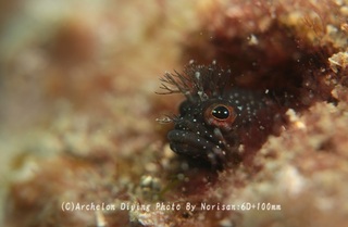 250209-nori-01koke.jpg