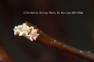 250209-nori-09toumon.jpg