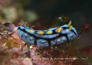 250210-nori-03ibo.jpg