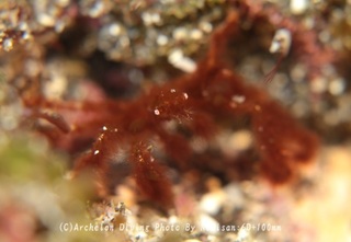 250210-nori-04utan.jpg