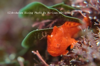 250210-nori-06irokaeru.jpg