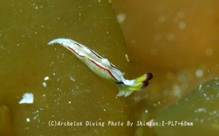 250224-shin-05midori.jpg