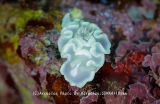 250308-hara-02shirotae.jpg