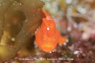 250308-ran-02irokaeru.jpg