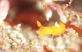 250309-ran-03akazukin.jpg