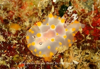 250315-rumi-05konpeito.jpg
