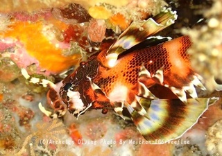 250322-mei-02hirebo.jpg