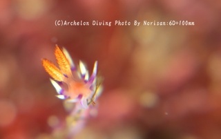 250323-nori-01adeyak.jpg
