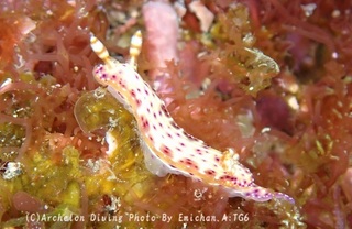 250412-emi-03senten.jpg