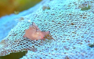 250412-emi-07amehura.jpg