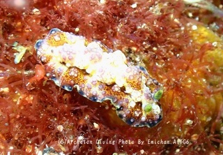 250413-emi-01adeyaka.jpg