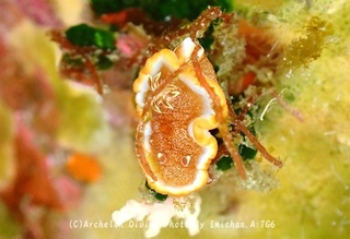 250413-emi-09kyara.jpg
