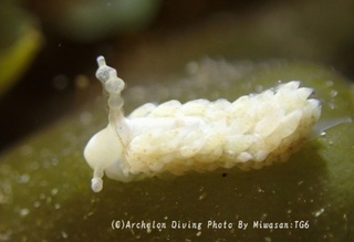 250418-miwa-06shiromino.jpg
