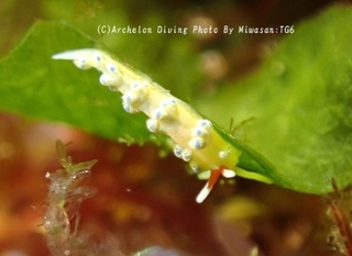 250420-miw-04aosen.jpg