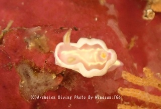 250420-miw-07usuhuji.jpg
