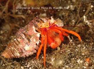 250420-miw-09zebura.jpg
