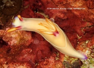 Ouge201130-01.jpg
