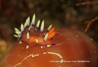 adeyaka201130-01.jpg
