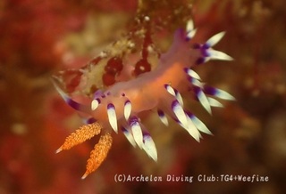 adeyaka240111-y.jpg